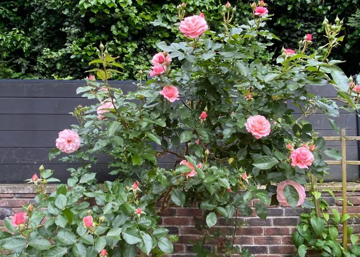 La Maison Angele Bed & Breakfast Caisnes